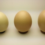 egg012