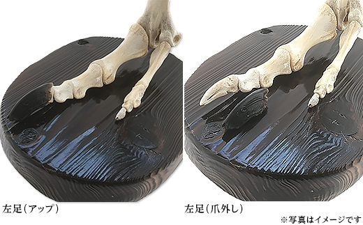ツルギエチオピア 骨格標本 ツルギエチオピア 骨格標本